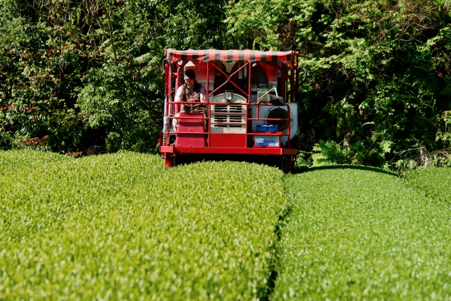 お茶畑の作り方！ 摘採編 お茶の１年の流れはどうなっているの 