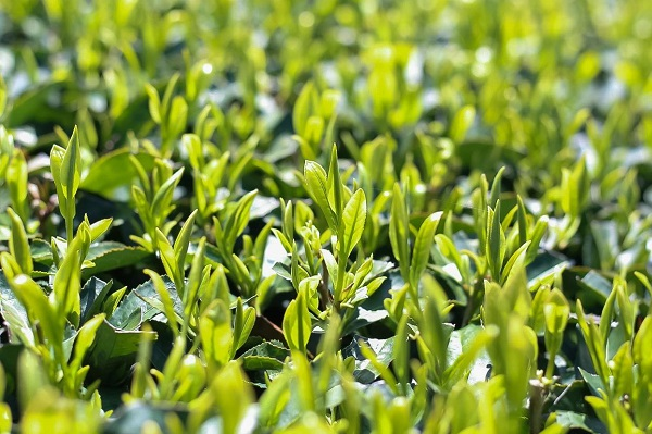 お茶畑の作り方 栽培編 お茶はどのように育てられているの 日本茶マガジン 日本茶を学び 楽しむオンラインメディアです