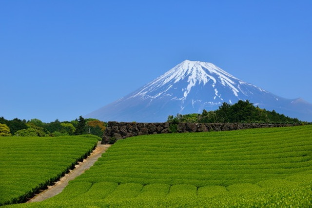 2021年版】お茶の生産量、最新ランキングTOP5をご紹介します！ | 日本茶マガジン｜日本茶を学び、楽しむオンラインメディアです。